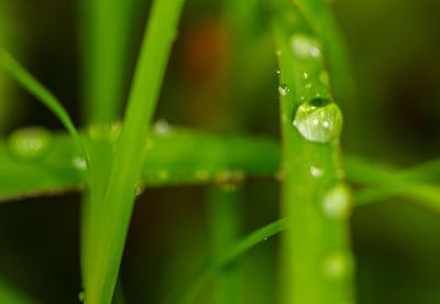 Close-up of water drops on grass
