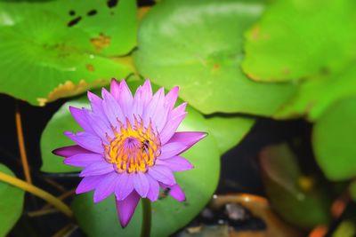 Close-up of pink lotus water lily