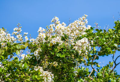 Low angle view of flowering plants against blue sky