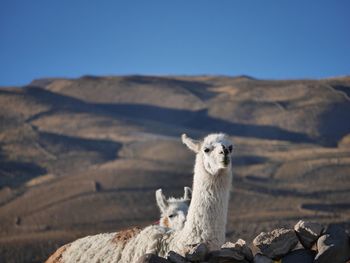 Llama standing against mountain