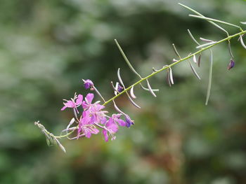 Close-up of purple flowering plant