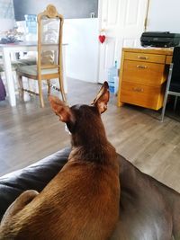 Cat sitting on floor at home