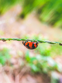 Close-up of ladybug on leaf