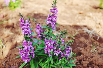 Close-up of purple flowering plants on field