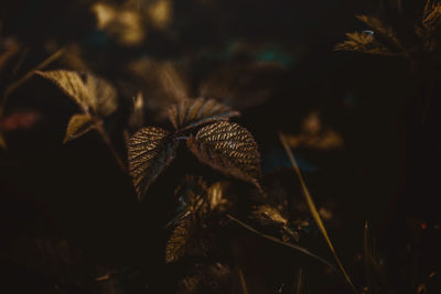 Close-up of wilted plant on field