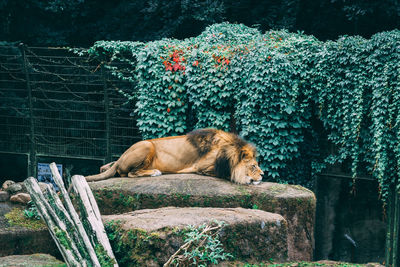 Lion sitting on rock in forest