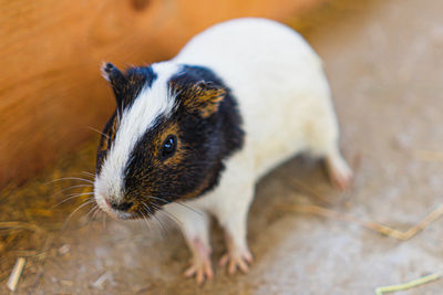 Close-up of guinea pig