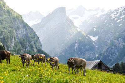 Horses grazing in a field