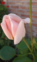 Close-up of flower against blurred background
