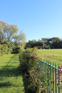 Scenic view of field against clear sky