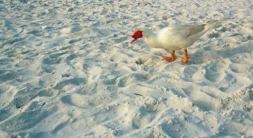 Swan on sand