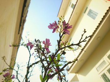 Low angle view of pink flowering plants against sky