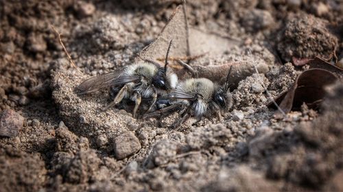 High angle view of insect on rock