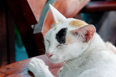 Close-up of cat looking away