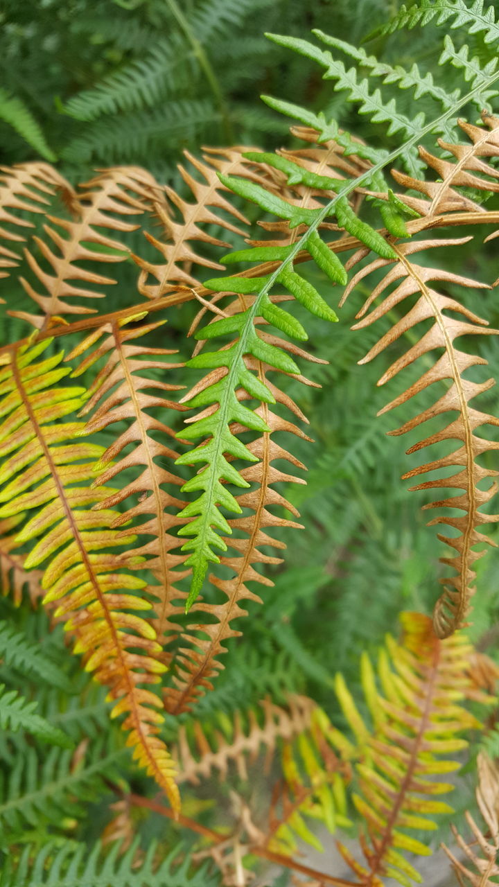 CLOSE-UP OF FERN OUTDOORS