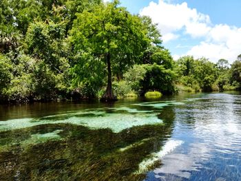 Scenic view of lake by trees against sky