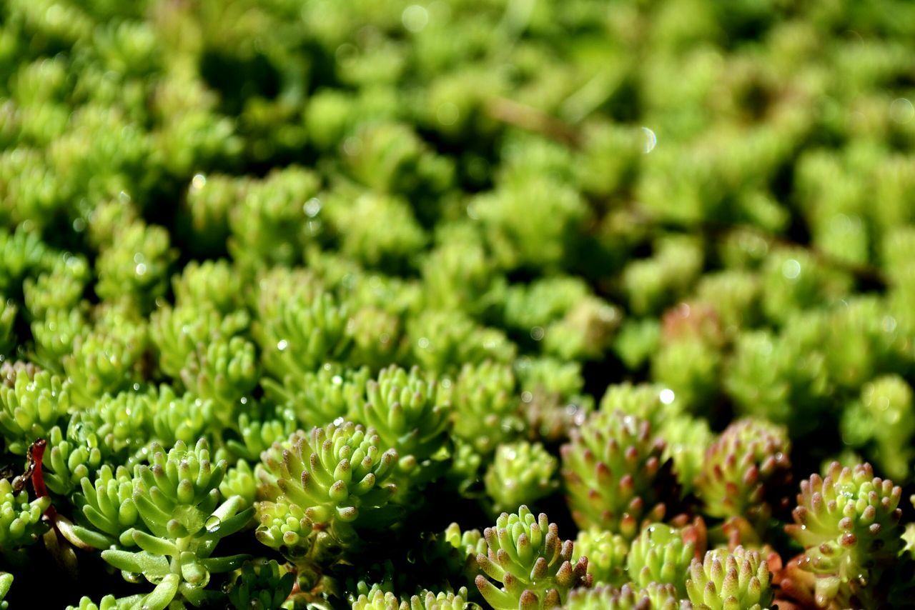 growth, green color, plant, freshness, beauty in nature, nature, full frame, leaf, backgrounds, lush foliage, close-up, growing, fragility, selective focus, green, tranquility, focus on foreground, field, flower, abundance