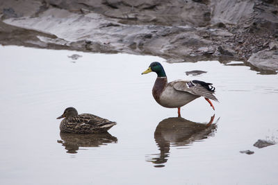 Side view of couple of mallard ducks in shallow water in the cap-rouge area, quebec city