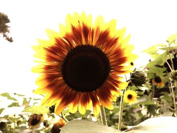 Close-up of sunflower against sky