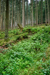 Scenic view of forest