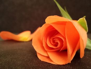 Close-up of orange rose flower
