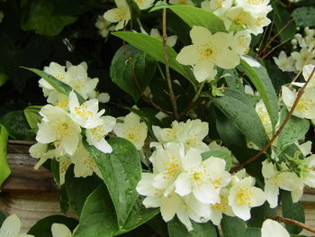 Close-up of white flowering plant