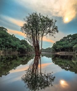 Tree by lake against sky
