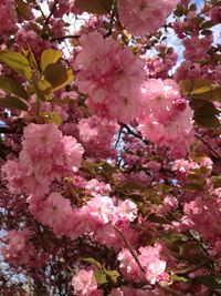 Pink flowers blooming on tree