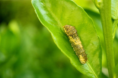 Close-up of insect on leaf