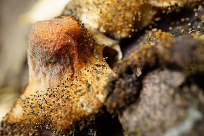 Close-up of mushrooms growing on tree trunk