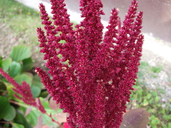 Close-up of pink flowers blooming outdoors
