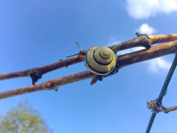 Close-up of snail on blue sky