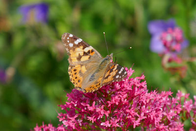 Close-up of butterfly pollinating on pink flower