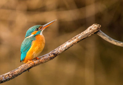 Close-up of bird perching on a branch