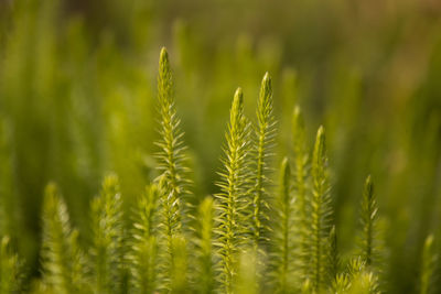 Close-up of crops growing on field