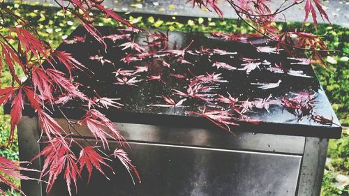 Close-up of red maple tree