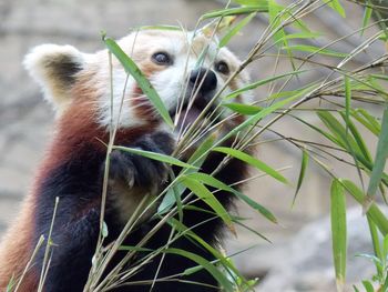 Close-up of an animal