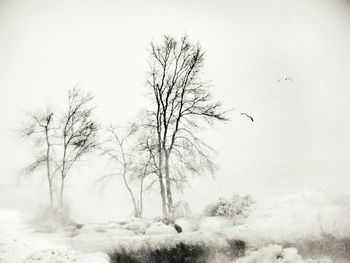 Low angle view of bare trees during winter