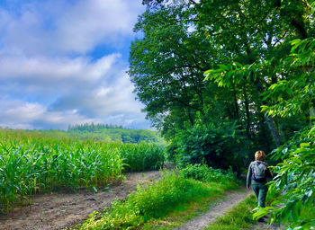 Green rural landscape with corn and trees and rear view of a woman walking in the right