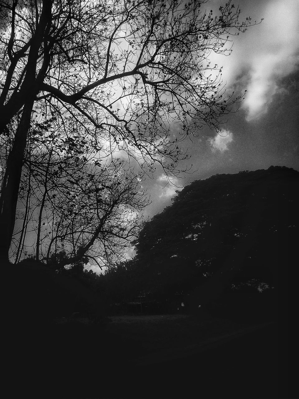 tree, nature, tranquility, beauty in nature, scenics, silhouette, tranquil scene, no people, sky, day, outdoors, branch, landscape, mountain, bare tree