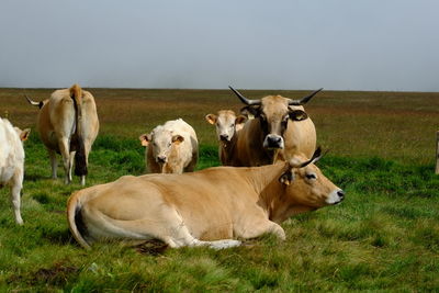 Herd of cows on field