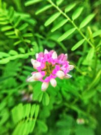 Close-up of flower blooming outdoors