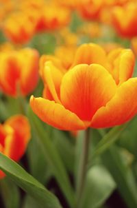 Close-up of yellow tulips