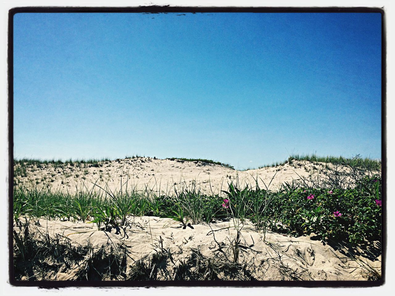 clear sky, transfer print, blue, copy space, auto post production filter, landscape, tranquil scene, tranquility, beauty in nature, scenics, nature, mountain, field, horizon over land, plant, outdoors, non-urban scene, day, sky, no people