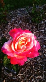 Close-up of pink rose