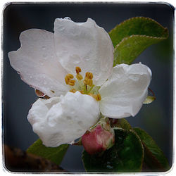 Close-up of flower