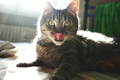 Close-up portrait of cat