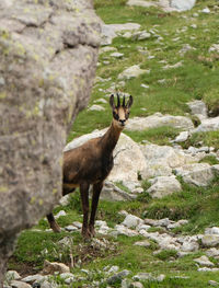 Close-up of deer on rock