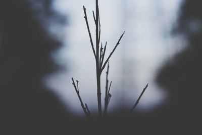 Close-up of fresh plant