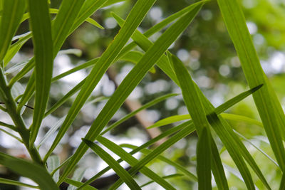 Close-up of fresh green plant in field